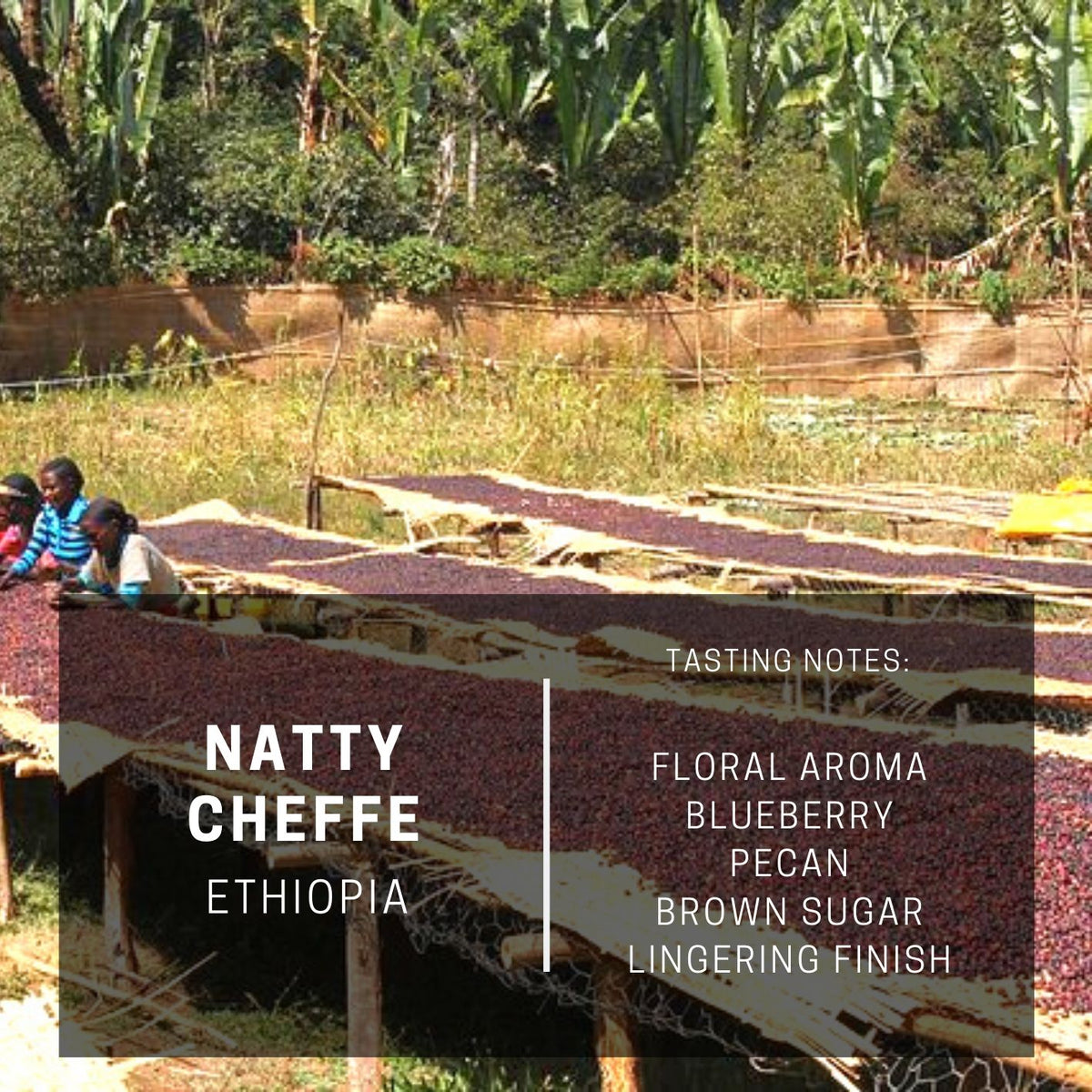 Ethiopia Natty Cheffe – Vigilante Coffee Company