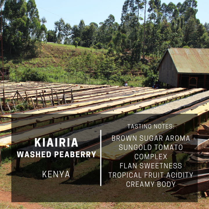 Kenya Kiairia Peaberry