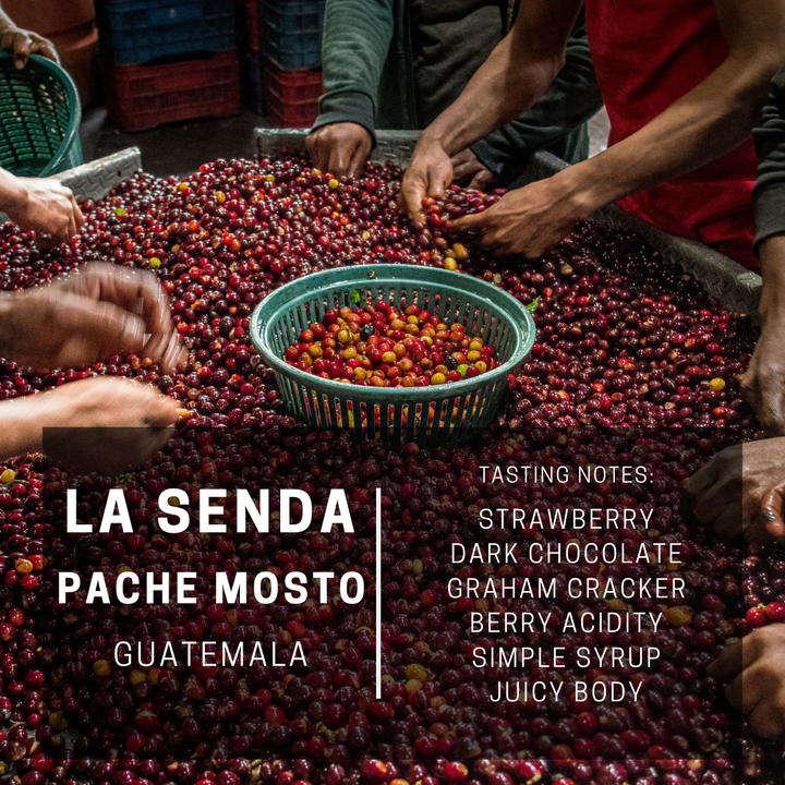 Guatemala La Senda Pache Mosto